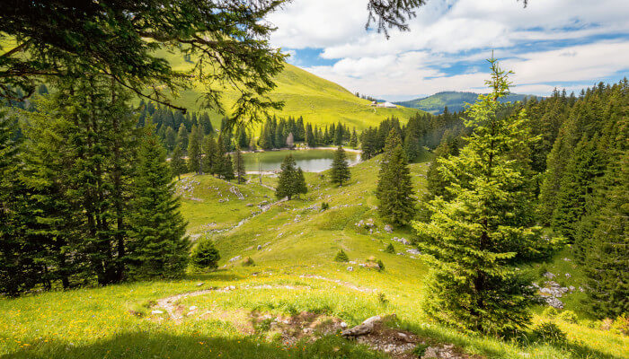 Tannenbäuem auf saftiger grüner Wiese mit Bergsee