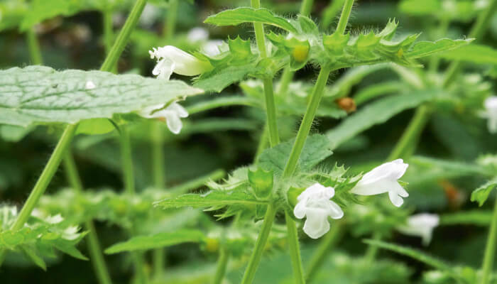 weisse Blüten der Melisse und die grünen Blätter