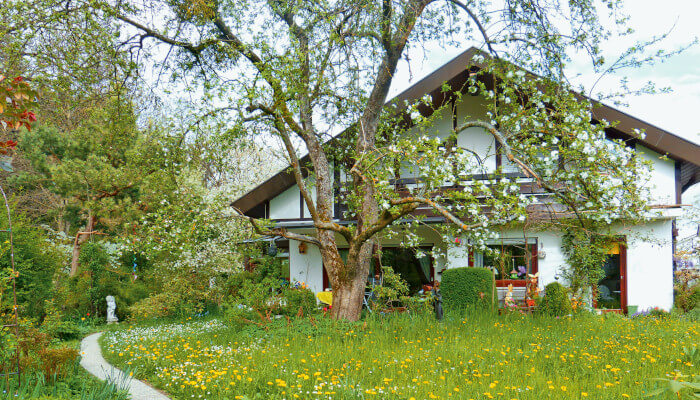 Einfamilienhaus mit grossem Baum im Garten