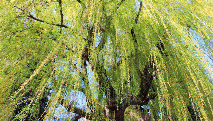 Salweide Ein grosser Salweide-Baum mit grünen Blättern