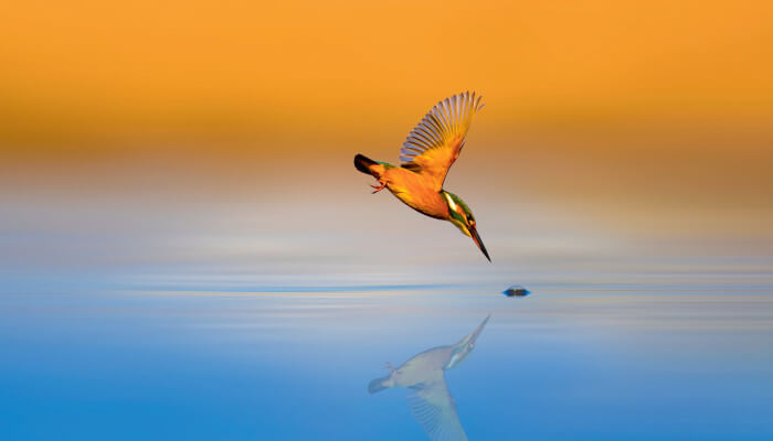 Eisvogel im Anflug auf Wasseroberfläche