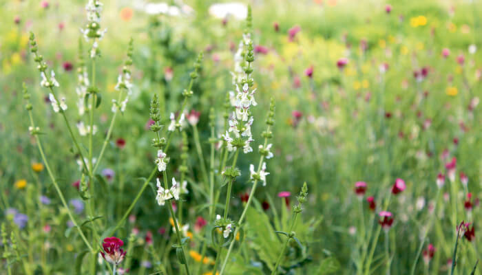Blühende Wildblumenwiese