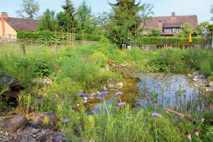 Naturgartenteich mit wertvollen Pflanzen