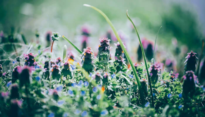Rasenfläche mit rosaroten Blüten
