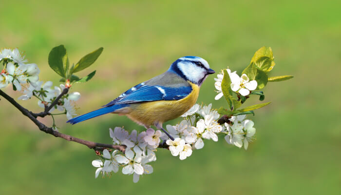 Blaumeise Blauweise auf blühendem Kirschenast