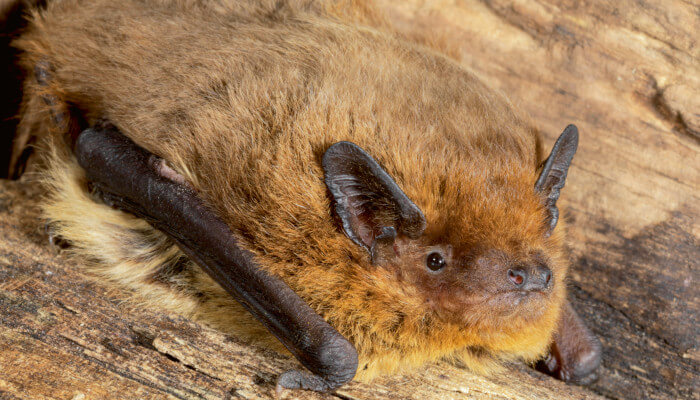 Rauhautfledermaus liegend auf Holzboden