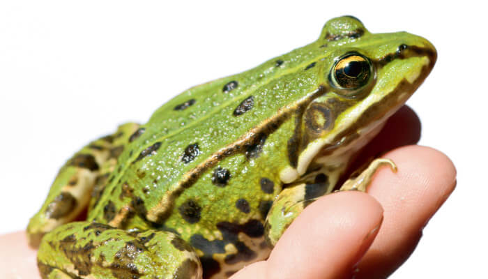 Frosch auf einer Menschenhand