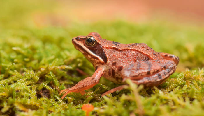 brauner Grasfrosch auf grünem Moos