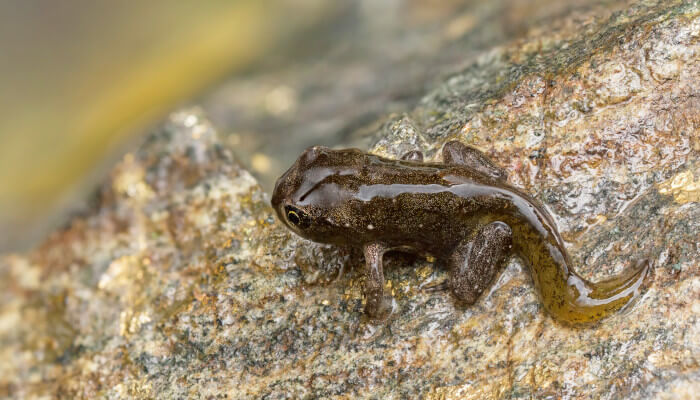 Junger Frosch auf einem Stein im Wasser