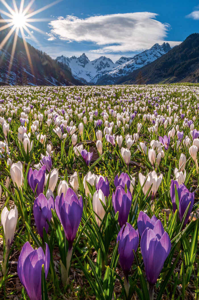 weiss violettes Krokusfeld vor beschneiter Bergkulisse