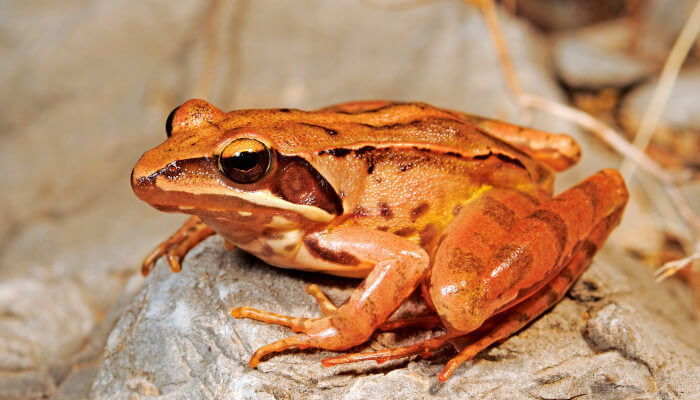 Brauner Springfrosch auf einem Stein beim Sonnenbaden