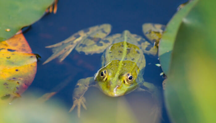 Teichfrosch badet zwischen den Seerosen