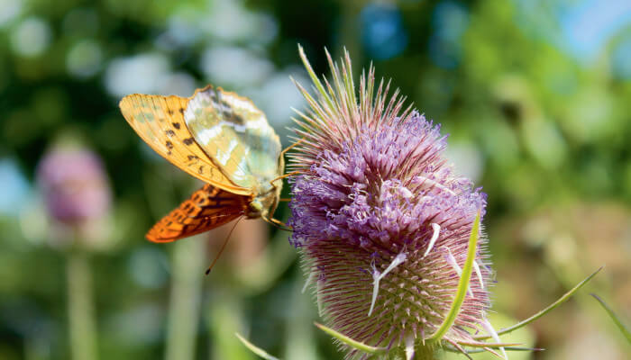 Schmetterling bei Tageslicht auf einer Karde
