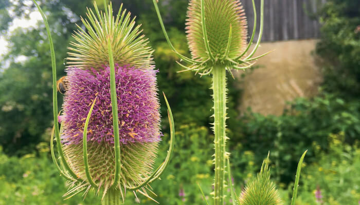 Stachlige Karden mit rosaroten Blüten in einem Garten