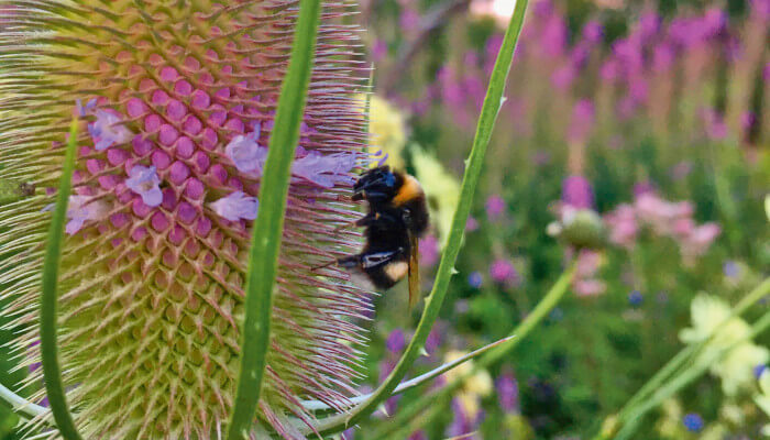 Hummel holt sich Nektar auf einer wilden Karde