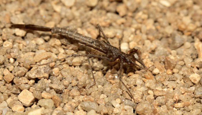 Kleinlibellen-Larve auf Kiesbett im Wasser