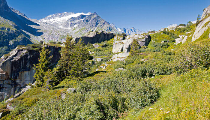 Saftige Alpweiden in der Berglandschaft Göscheneralp