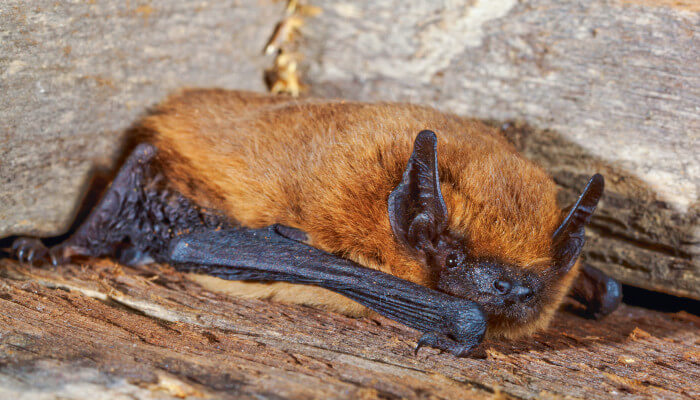Zwergfledermaus liegt auf Holzboden vor Steinwand im Tageslicht