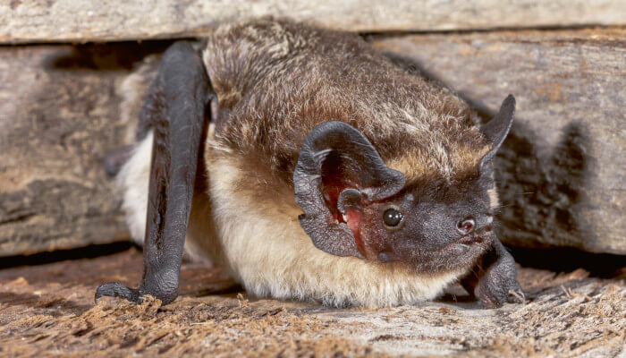Zweifarbenfledermaus in einem Holzstock