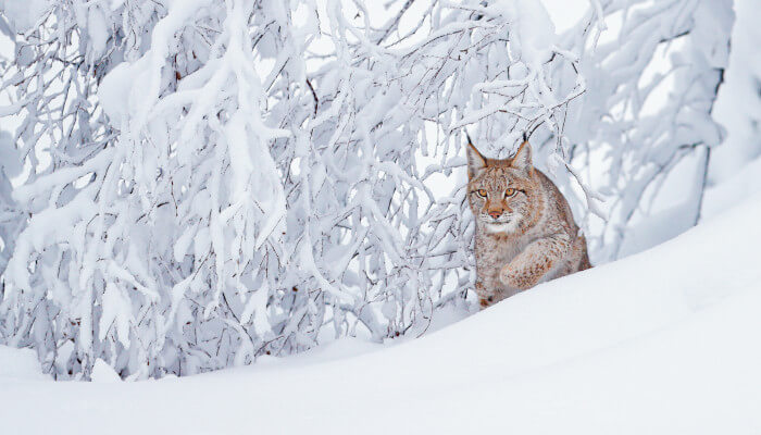 Luchs stampft durch tiefen Schnee über einen Abhang