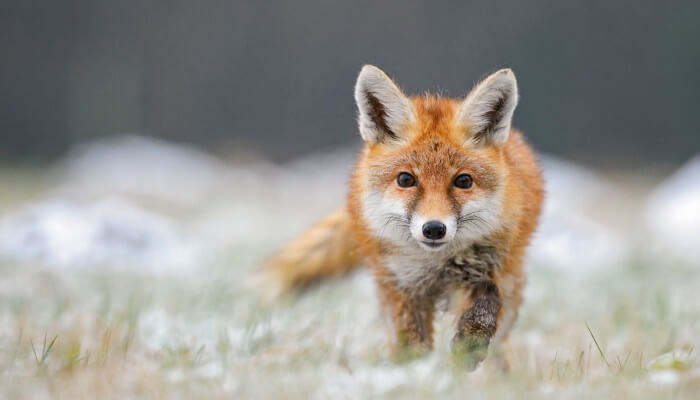 Der Fuchs kommt auf leicht verschneiter Wiese auf uns zu