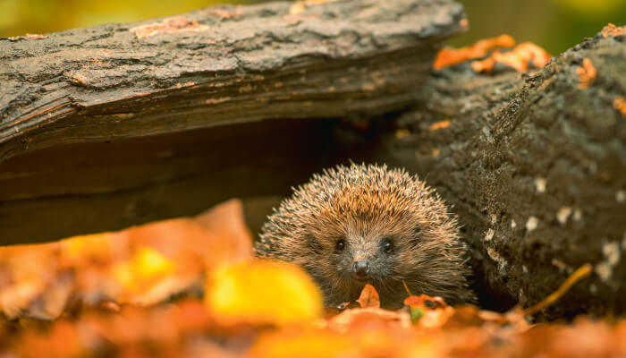 Igel unter Baumstrunk mit Laubboden