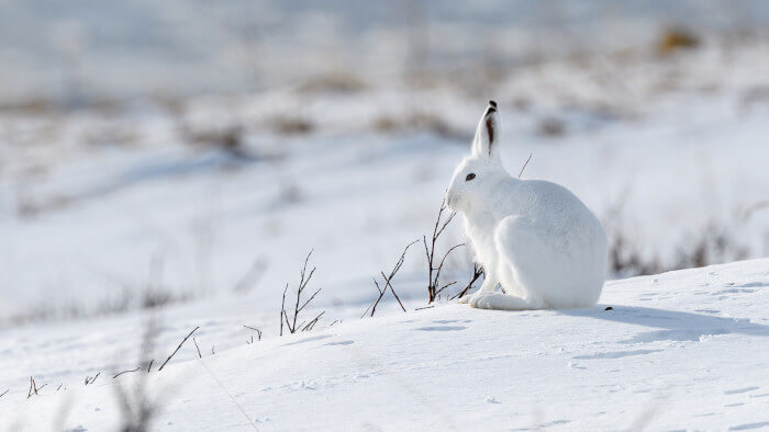 Ein Schneehase geniesst auf verschneiter Wiese die Sonne
