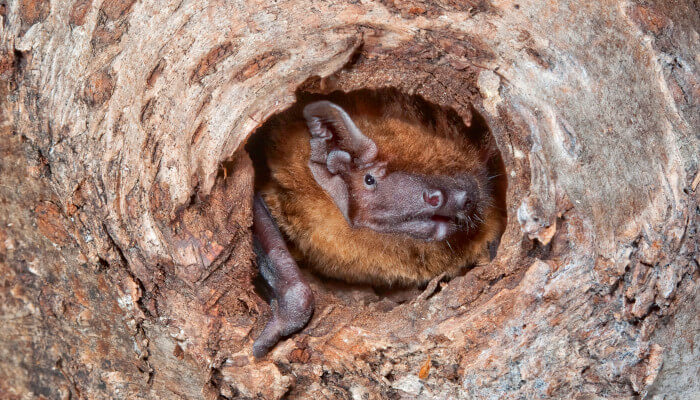 Braune Fledermaus schaut mit dem Kopf aus Baumhöhle heraus.