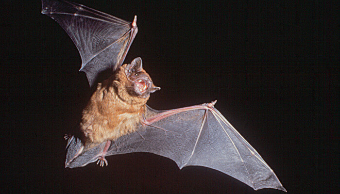 Fliegende Fledermaus am Nachthimmel