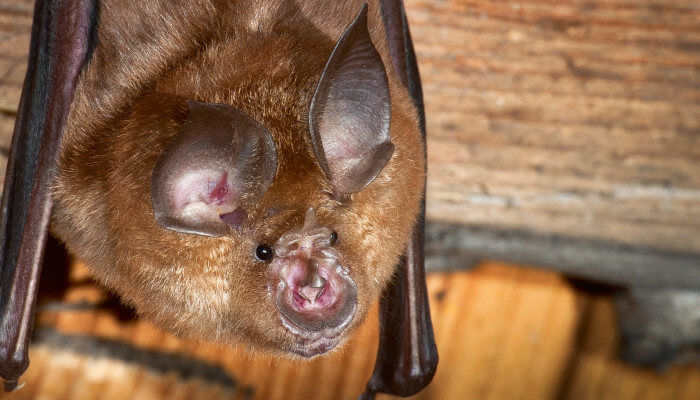 Braune Fledermaus hängt an einem Holzbalken und schaut nach vorne