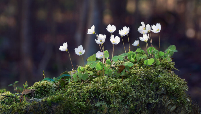 weissblühende Blüten auf einem mit moosbewachsenen Baumstrunk