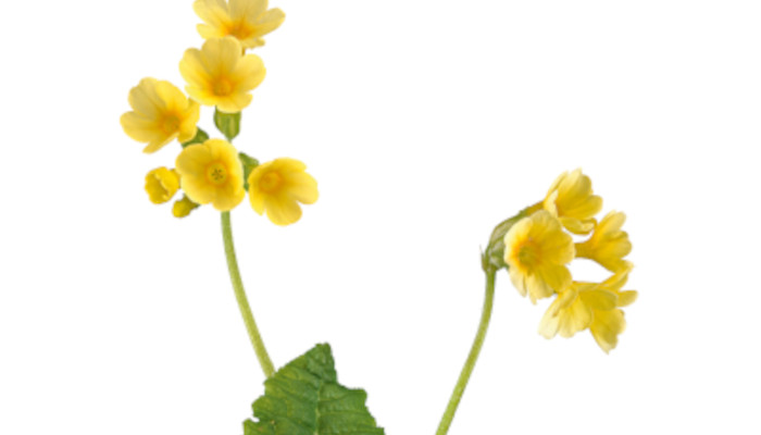 Gelbe Blüten am Stiel der Schlüsselblume