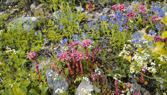 Steingarten mit roasblühenden und blaublühenden Pflanzen