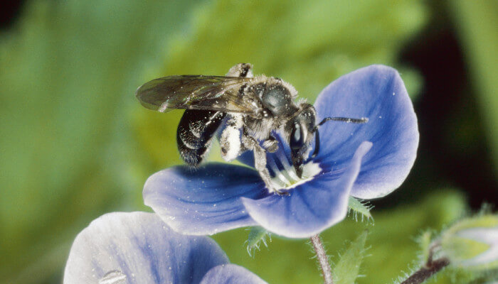 Biene am Nektar sammeln auf einer violetten Blüte