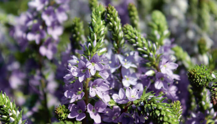 violette Blüten in der Sommersonne