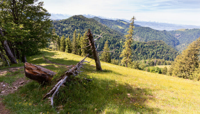 Alte Baumstämme auf grüner Wiese an einem Hügel im Sommer