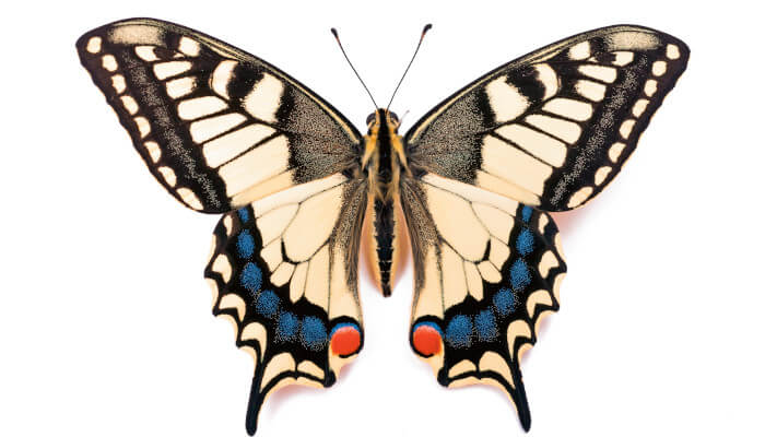 Weiss-schwarzer Schmetterling