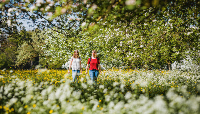 Blühende Bäume und Wiesen auf der Bluescht Wanderung im Thurgau