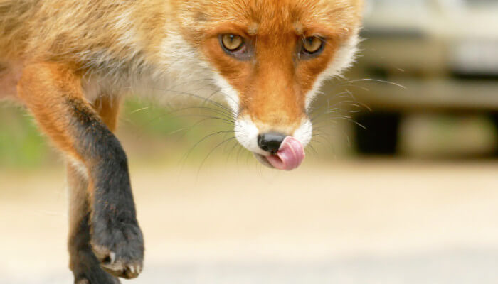 Roter Fuchs leckt sich mit Zunge die Schnauze ab