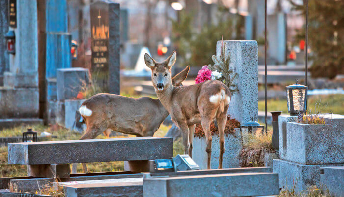 Braune Rehe vor Grabsteinen auf dem Friedhof