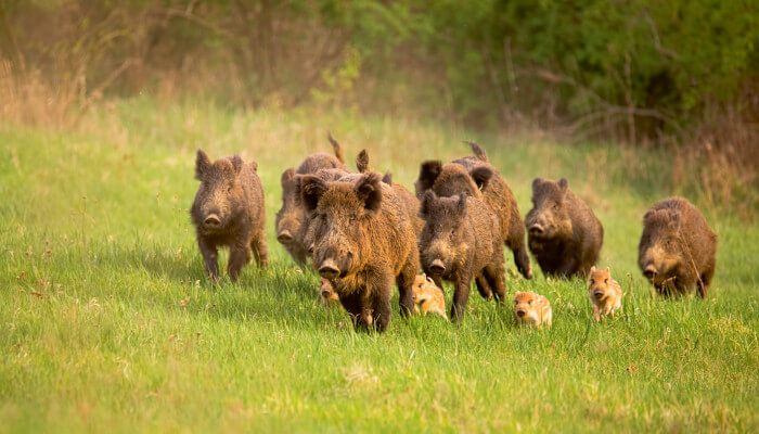 Wildschweinherde mit Jungen rennen über eine Wiese