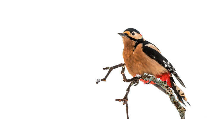 schwarz, weiss roter Vogel auf einem Ast