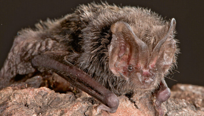 Fledermaus seitlich hockend auf einer Holzstamm