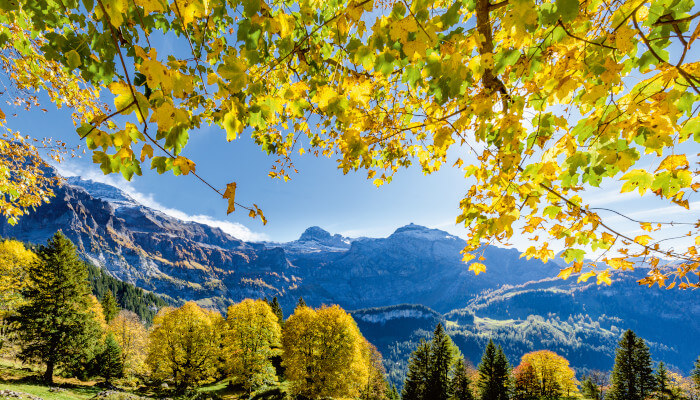 Blick unter einem Baum zu den herbstlichen Bergen