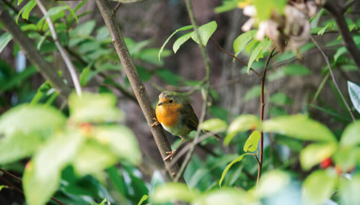 Vogel mit roter Brust in einer Hecke