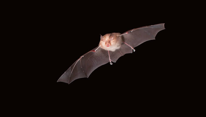 Fliegende Fledermaus am dunklen Nachthimmel