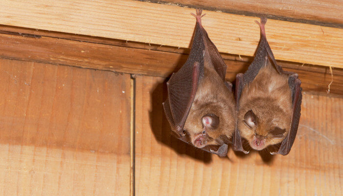 Zwei Fledermäuse hängen in einem Holzkasten von der Decke