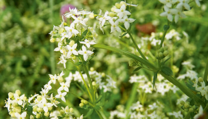 weisse Blüten im Sonnenlicht