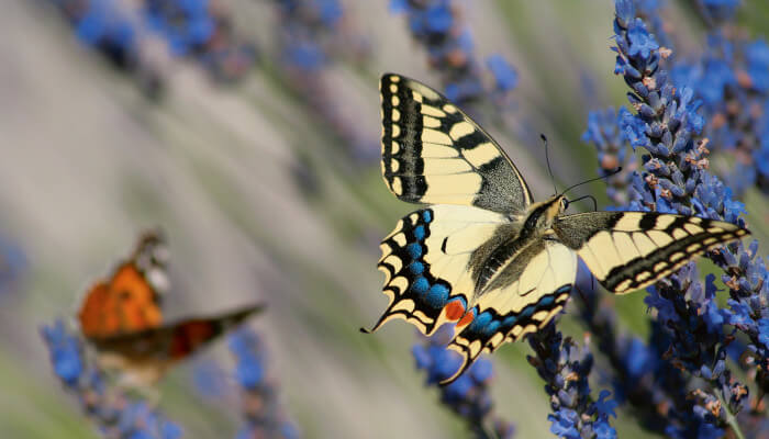 Weissschwarzer Schmetterling auf einer blauen Blüte