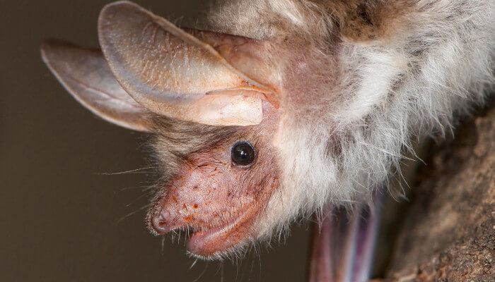 Fledermaus mit grossen Ohren schaut zu uns